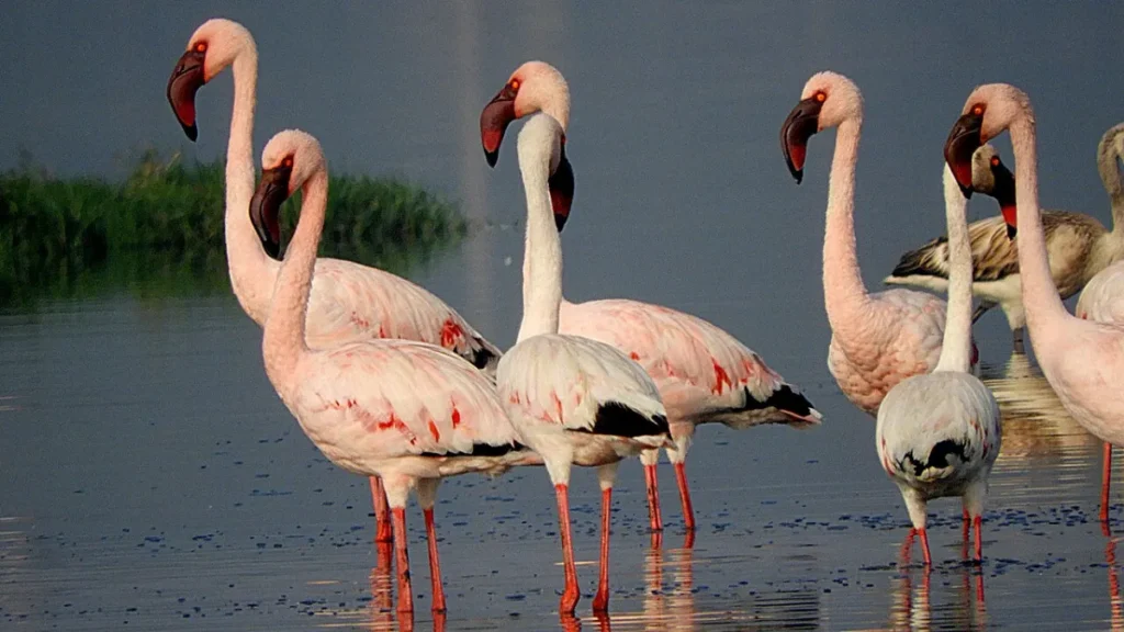 Jamnagar