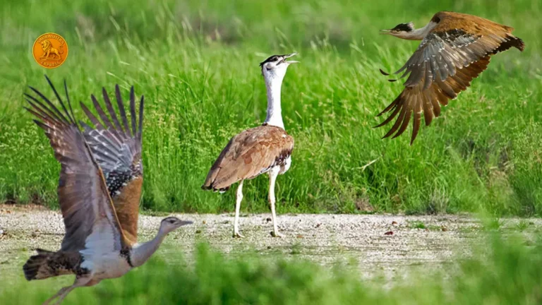 Great Indian bustard Facts