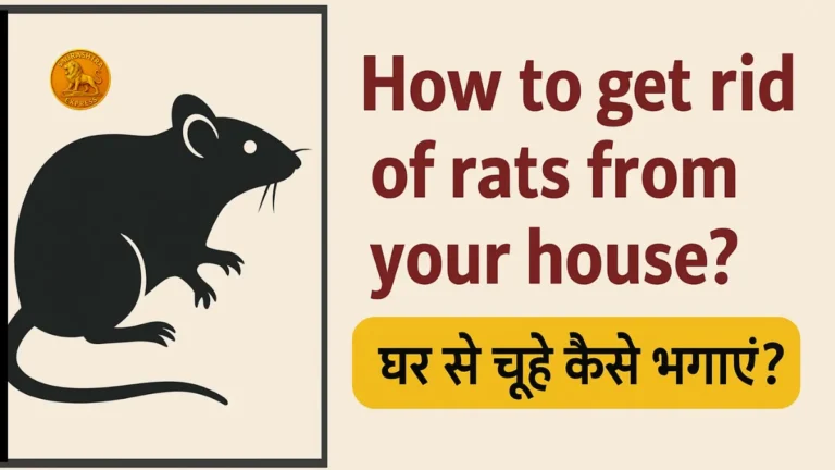 How to get rid of rats from your house