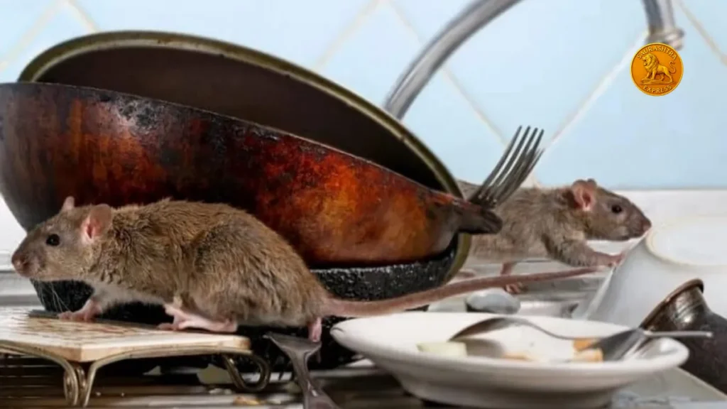 How to get rid of rats from your house