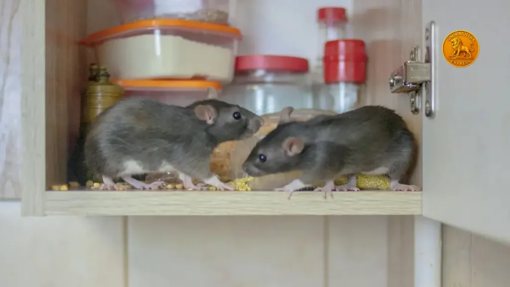 How to get rid of rats from your house
