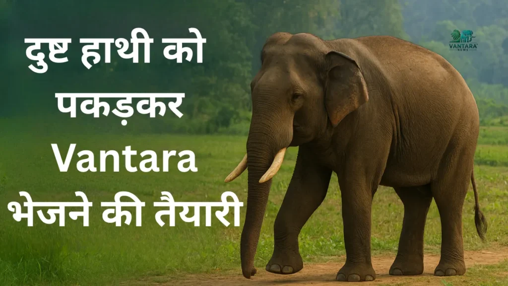 Elephant omkar
