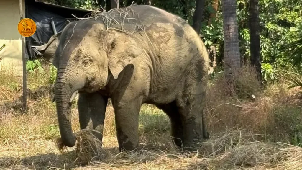 Elephant Omkar Story