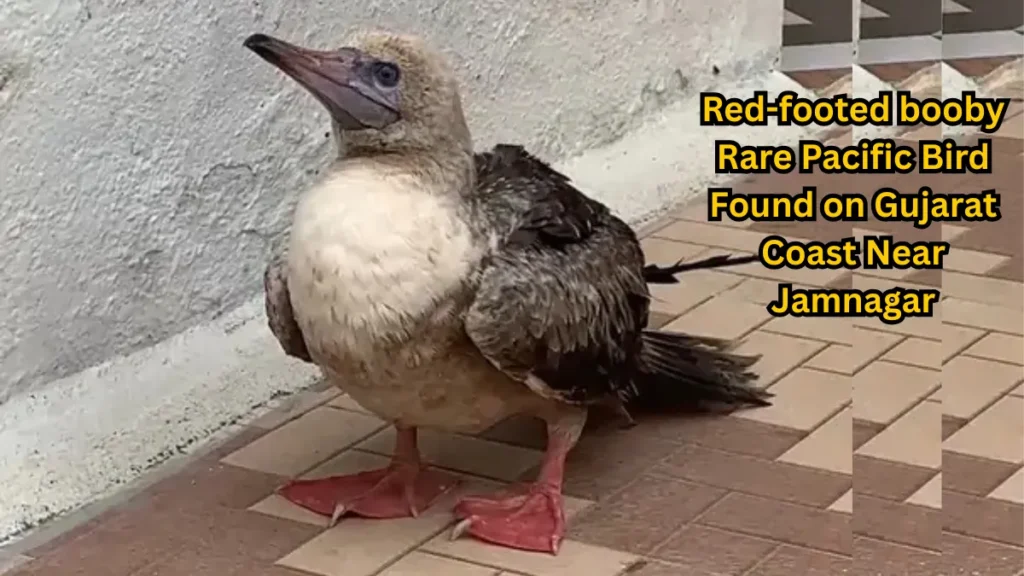Red-footed booby
