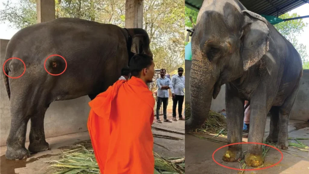 Elephant Madhuri