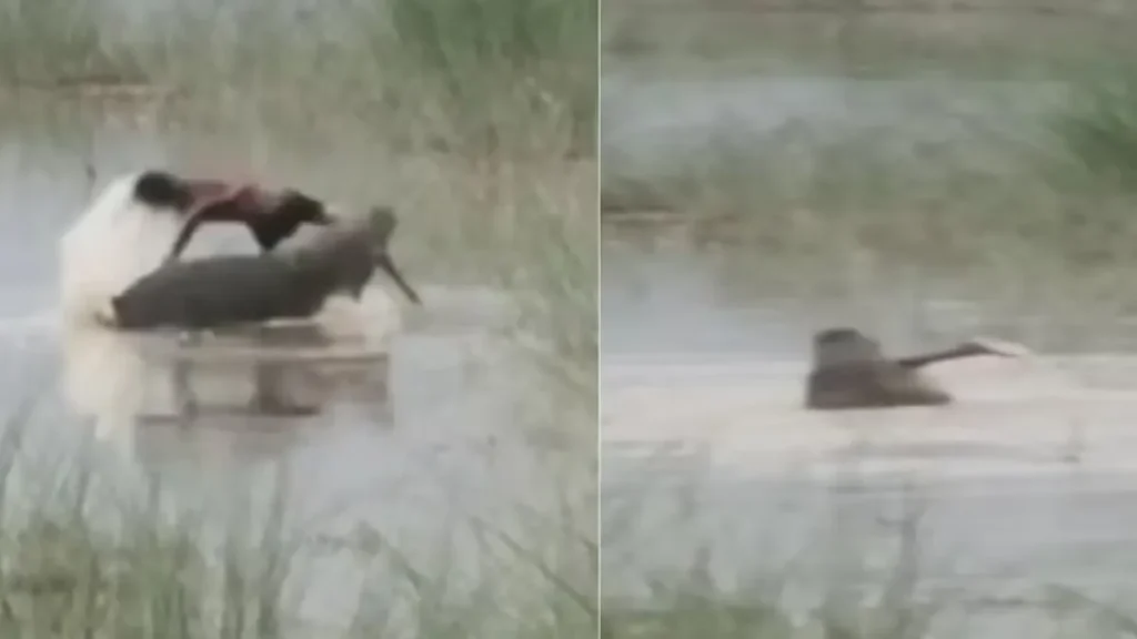 Crocodile Attack in Uttar Pradesh